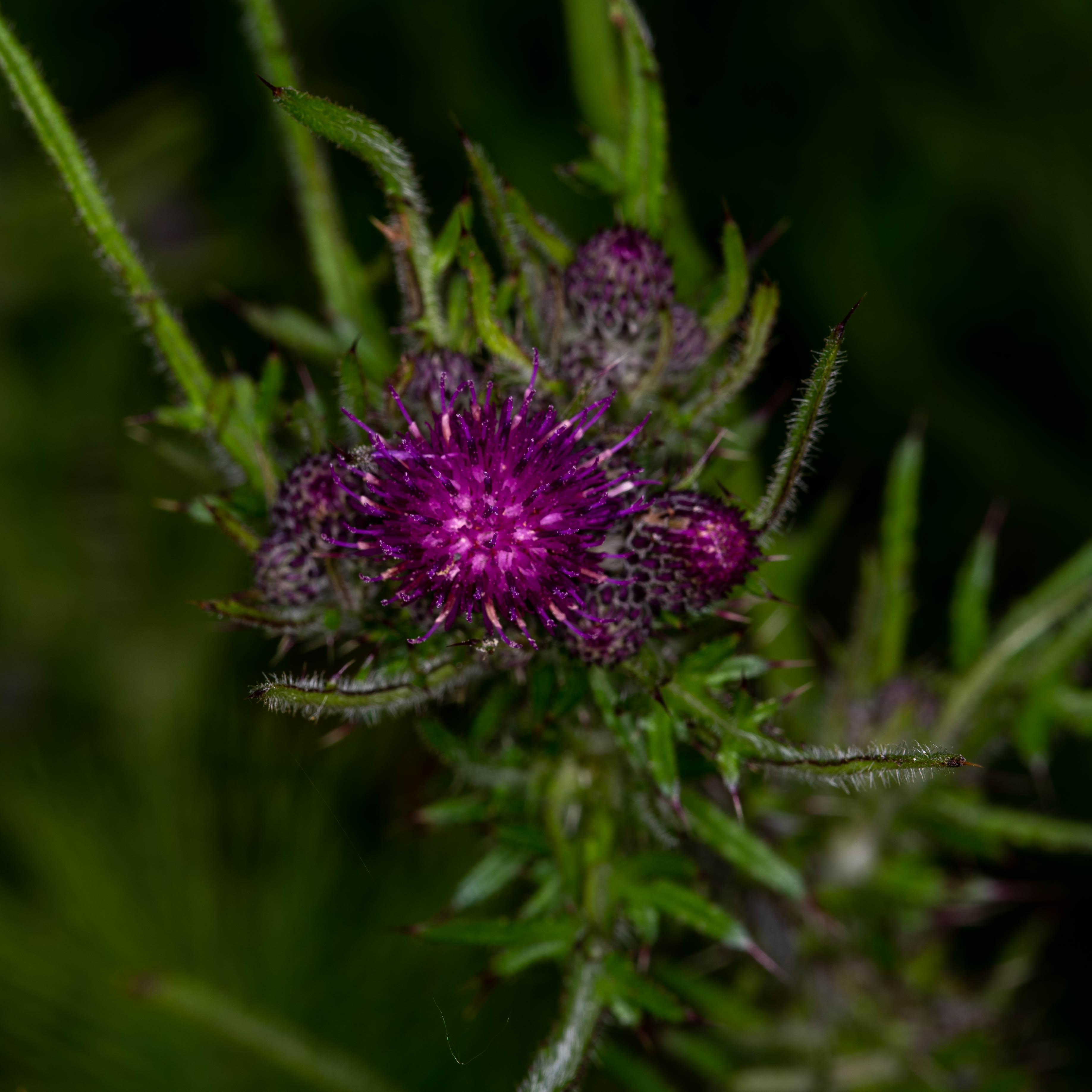 2011 Boxing Day walk