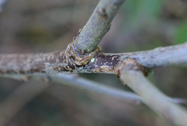 Brown Hairstreak Egg