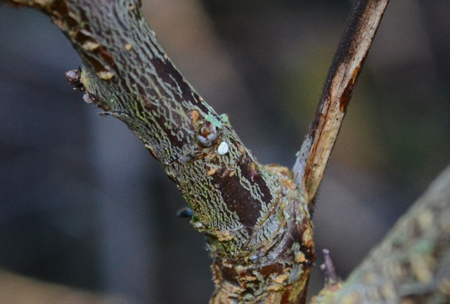 Brown Hairstreak Egg